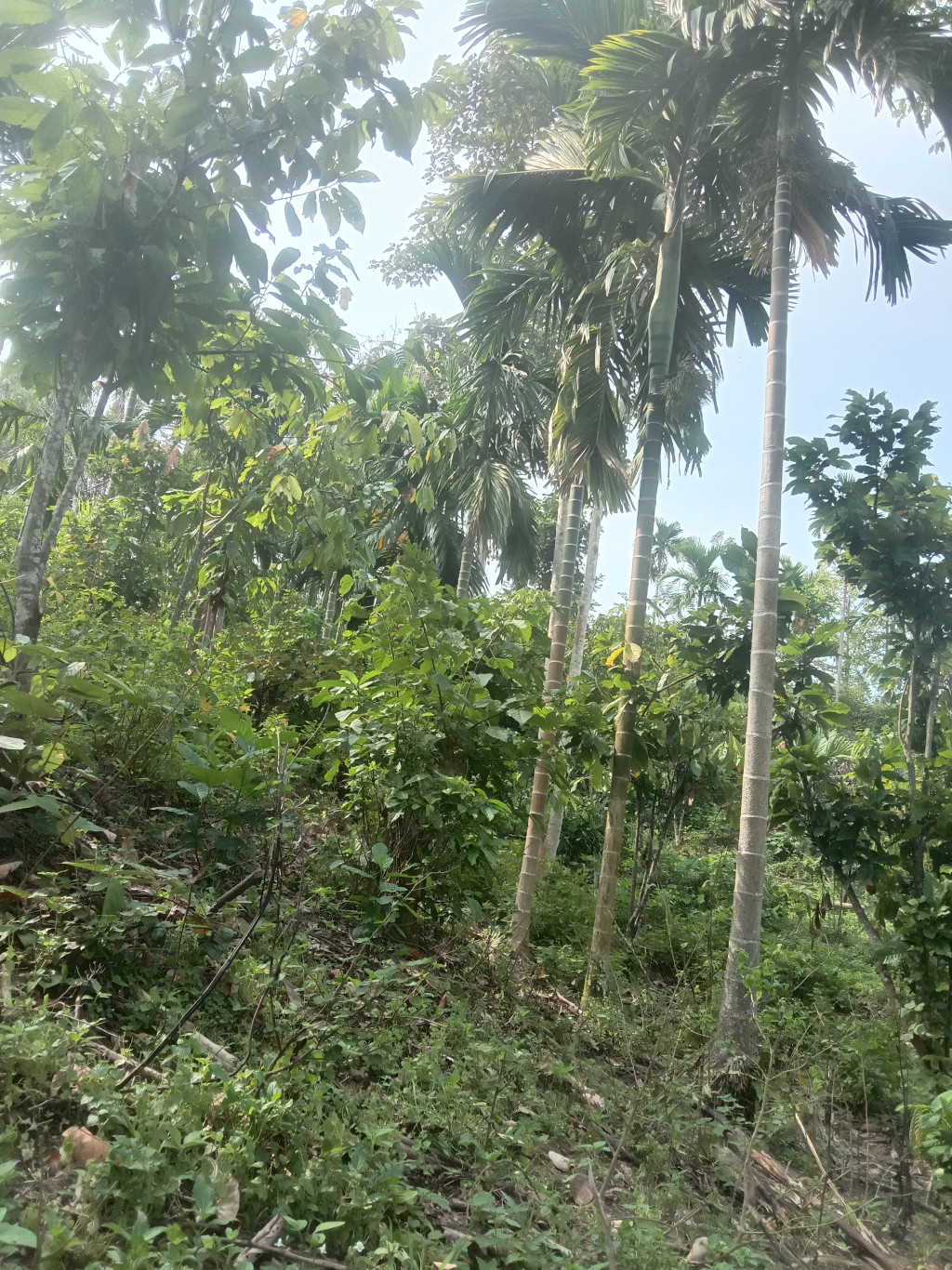 Kebun Masyarakat beurandang asan